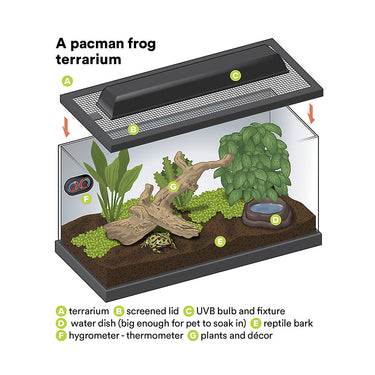 Pacman Frog